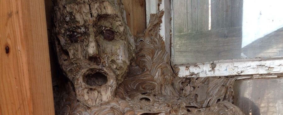 Face in wasps nest